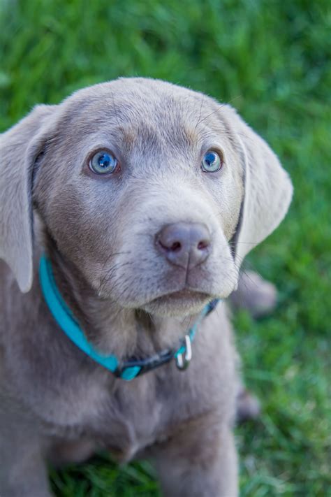 Maybe you would like to learn more about one of these? Female Silver Lab Puppy - PLACED - Puppy Steps Training