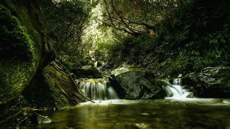 1920x1080 1920x1080 Greenery River Movement Forest