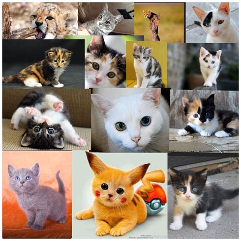 I Love The Collage I Made For These Cute Kittens Kittens Cutest