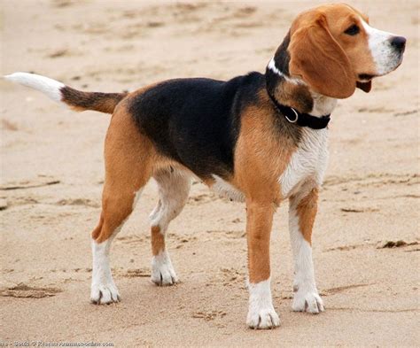 √ 8 Different Types Of Beagles You Should To Know Perro Beagle