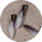 Pictures of Termite Flies