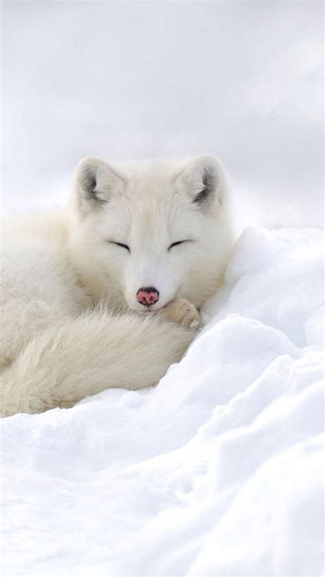 wallpaper dogs arctic fox sleeping snow white wildlife wallpaper   hd wallpaper