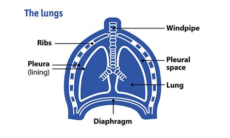 They articulate with the vertebral column posteriorly, and terminate structures most at risk of damage are the lungs, spleen or diaphragm. What is mesothelioma? | British Lung Foundation