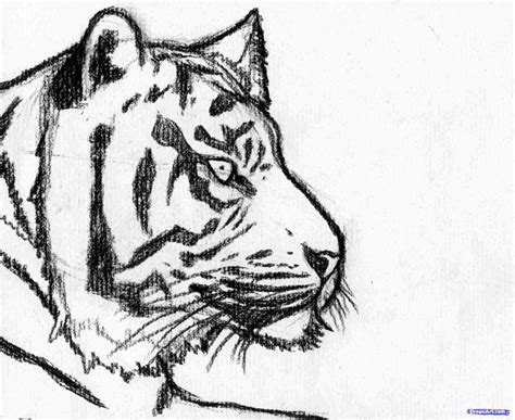 How To Draw A Tiger Easy Animals Drawing Art Tutorial Youtube Gambaran