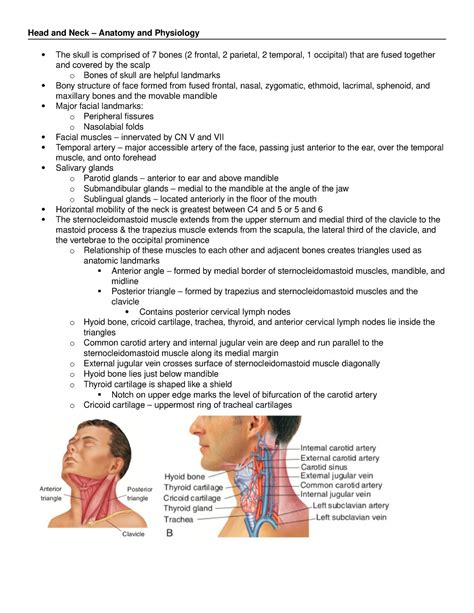 Head And Neck Exam Room Anatomy Poster Clinicalposters Images And