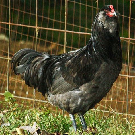 Ameraucana Chickens Know Before You Buy