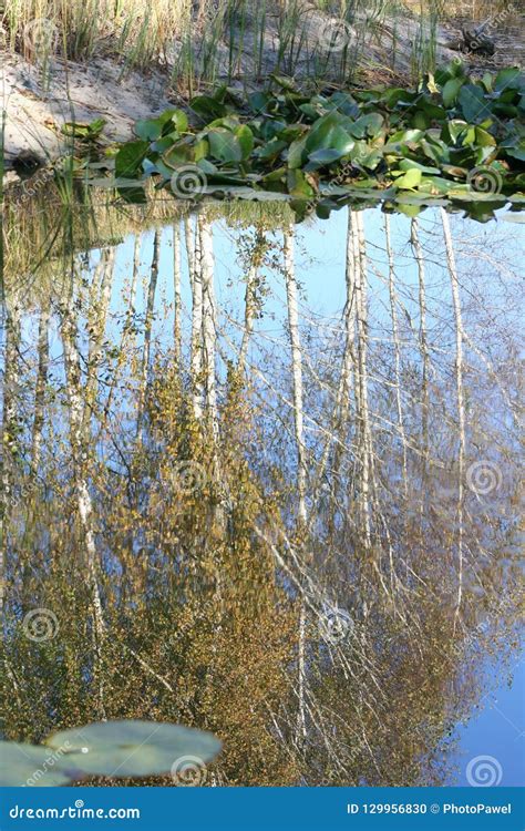 The Reflection Of Trees In Water Stock Photo Image Of Background