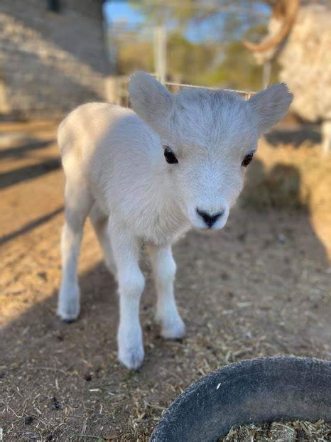 Cuteness Overload Como Welcomes Second Baby Dalls Sheep In 9 Days