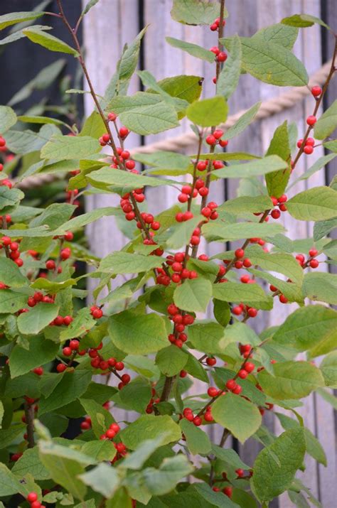 Ilex Verticillata Winterberry Holly In 2021 Winterberry Holly