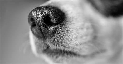 New App Reunites Lost Dogs Using Their Nose Prints Dogs Experts