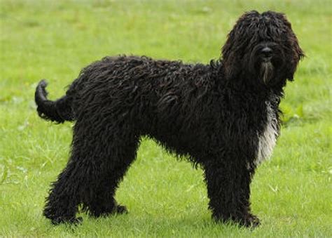 Barbet French Water Dog Dog Breed Information Pictures And Facts