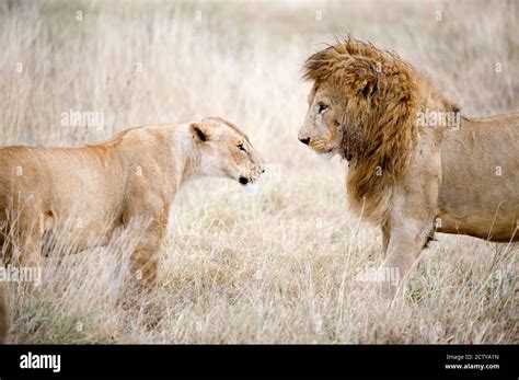 Lion And A Lioness Panthera Leo Standing Face To Face In A Forest