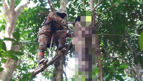 Mans Body Found Hanging From Tree Astro Awani