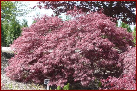 Laceleaf Japanese Maple Trees Available In Washington State
