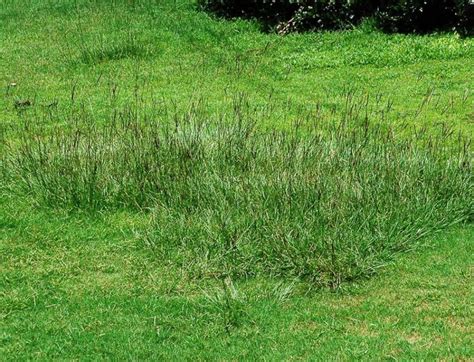 Bahia Grass — What It Is And How To Get Rid Of It Ope Reviews