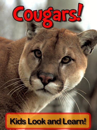 Cougars Learn About Cougars And Enjoy Colorful Pictures Look And