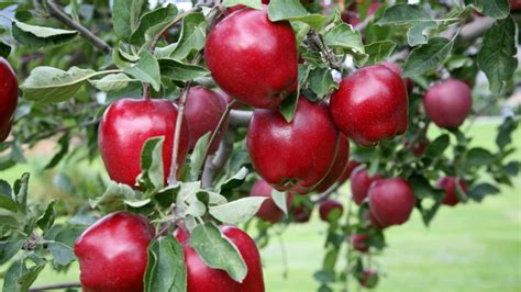 Red Delicious Apple The Fruit Of Knowledge Arbor Day Blog
