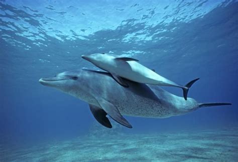 Dolphin Facts Habitat Behavior Diet Dolphins Dolphin Facts