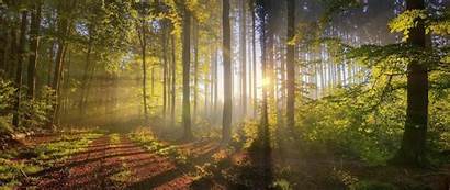 Ultra Wide Forest Wallpapers Nature Px Mixed