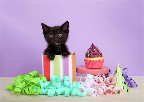 Happy Birthday Kitten Images Cute Kittens Sing Happy Birthday To You