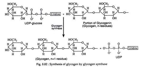 Process Of Glycogenesis With Diagram Biochemistry