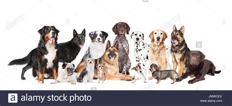 Dog Breeds Many Stock Photos And Dog Breeds Many Stock Images Alamy