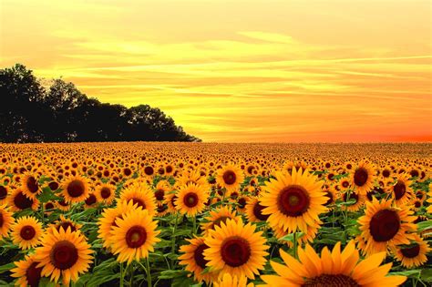 Sunflowers 8k Wallpapers Top Free Sunflowers 8k Backgrounds