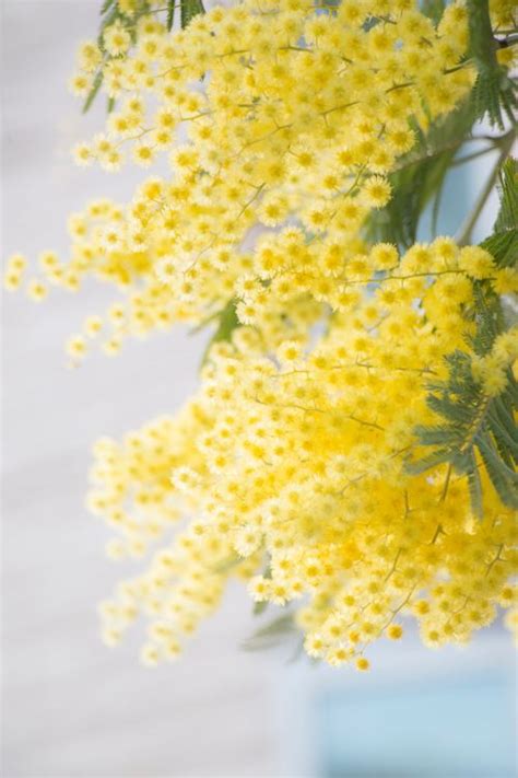 Yellow Mimosa Flowers Stock Photo 08 Free Download