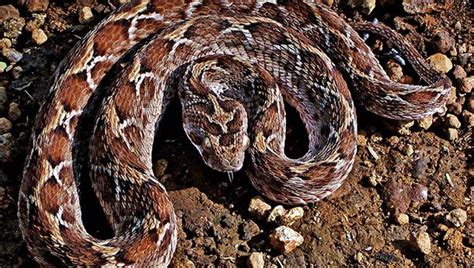 25 Most Venomous Creatures On Earth