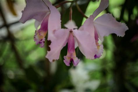 Botanička Bašta Otvorila Izložbu Orhideja U Bogoti