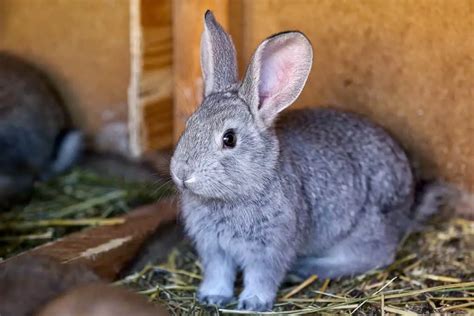 What Breeds Are Best As Pet Rabbits Simplyrabbits Rabbit Care