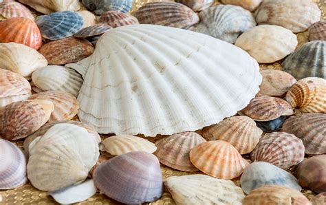 Sea Shells · Free Photo On Pixabay