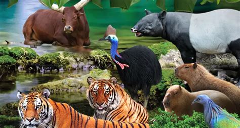 Gambar Mewarna Haiwan Di Zoo Mila Kartun