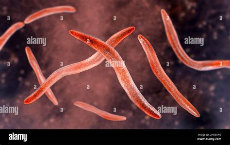 Fusobacterium Necrophorum Bacteria Hi Res Stock Photography And Images