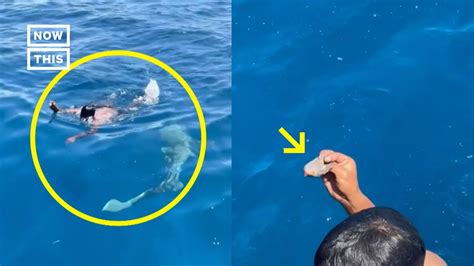 Man Jumps Into Shark Infested Waters To Save Bird Shorts Youtube