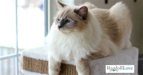 Ragdoll Cat Price Guide What You Should Know About Buying A Ragdoll