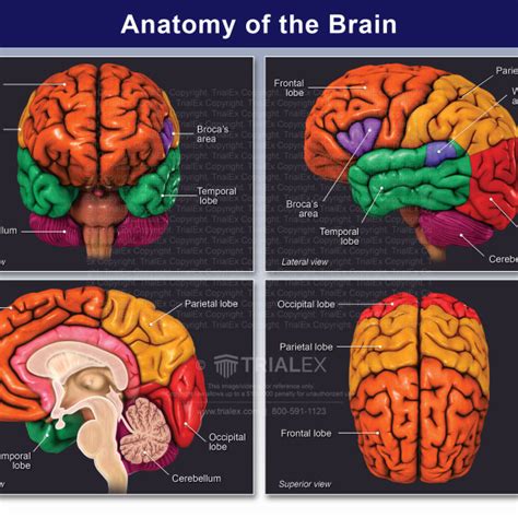 Color Coded Brain Diagram