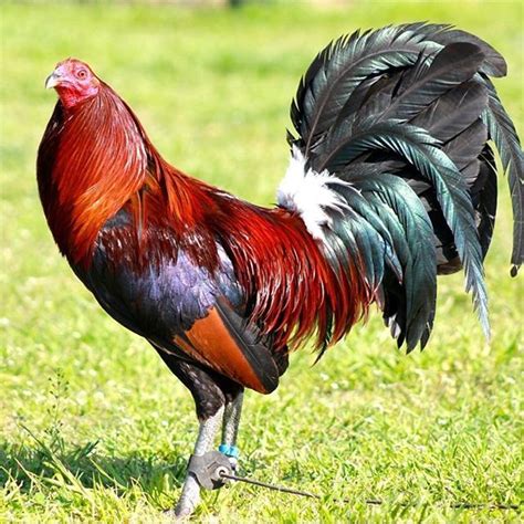 Leiper Hatch Game Fowl Game Fowl Chickens Roosters Fancy Chickens