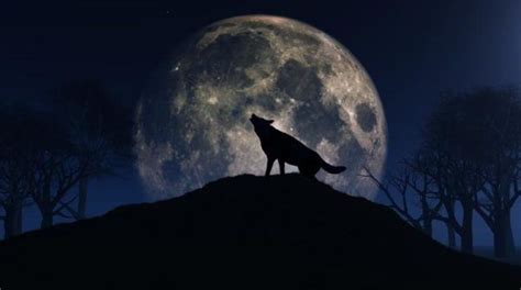 El lobo aúlla para llamar a su manada, por lo general es el macho alfa el que por otro lado, el aullido del lobo por la noche, con luna llena, se asocia también con el terror e incluso la muerte. Los mejores diseños de tatuajes de lobos 2018 - ModaEllas.com