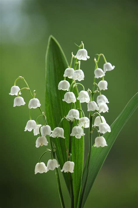 Lily Of The Valley Plant Database Plants