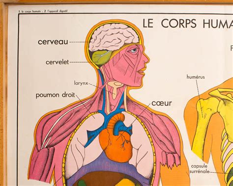 Anatomie Corps Humain Vintage Affiche Scolaire Double Etsy