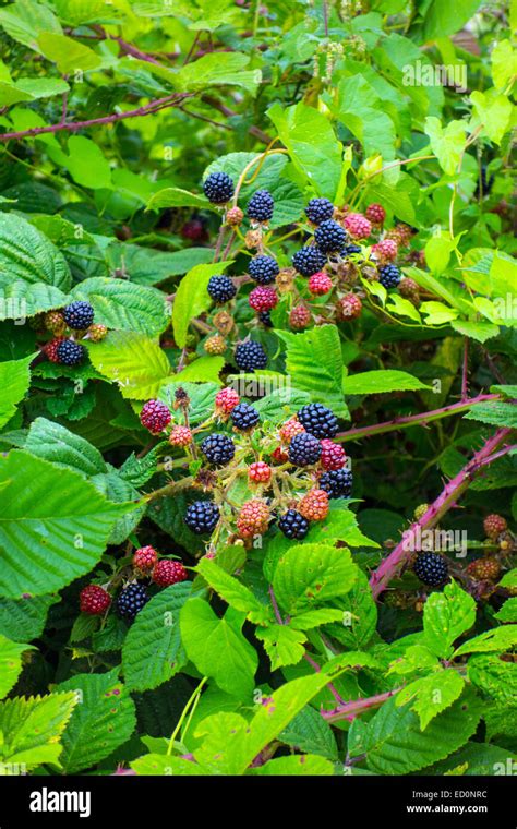 Brambles Black And Red Blackberries Ripening With Green Leaves And