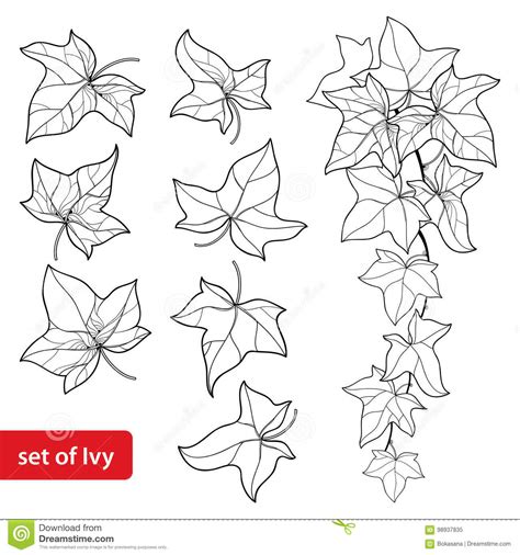 Ivy Hedera Leaf Ink Black And White Doodle Drawing Vector Illustration