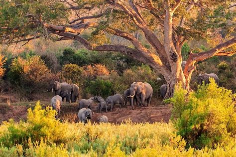 The Remarkable Kruger National Park In South Africa Globetrotting With Goway