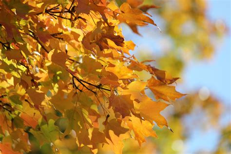 Free Images Branch Sunlight Orange Golden Color Yellow Maple