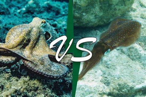 Octopus Vs Squid 9 Differences With Pictures Wildlife Informer