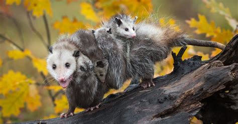 Where Do Possums Nest A Z Animals