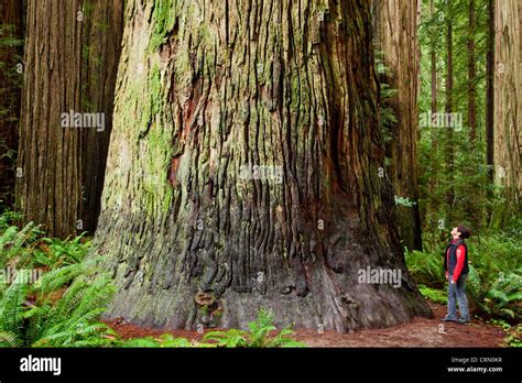 The Giant Coastal Redwood Trees In Jedediah Smith Redwoods State Park