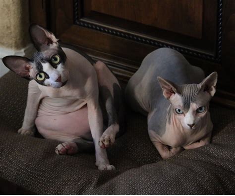 Chubby Sphynx Instagram Sphynxiebobs Cats