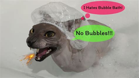 Sphynx Cat Ramses Hates Bubble Baths 🛀👿 Youtube
